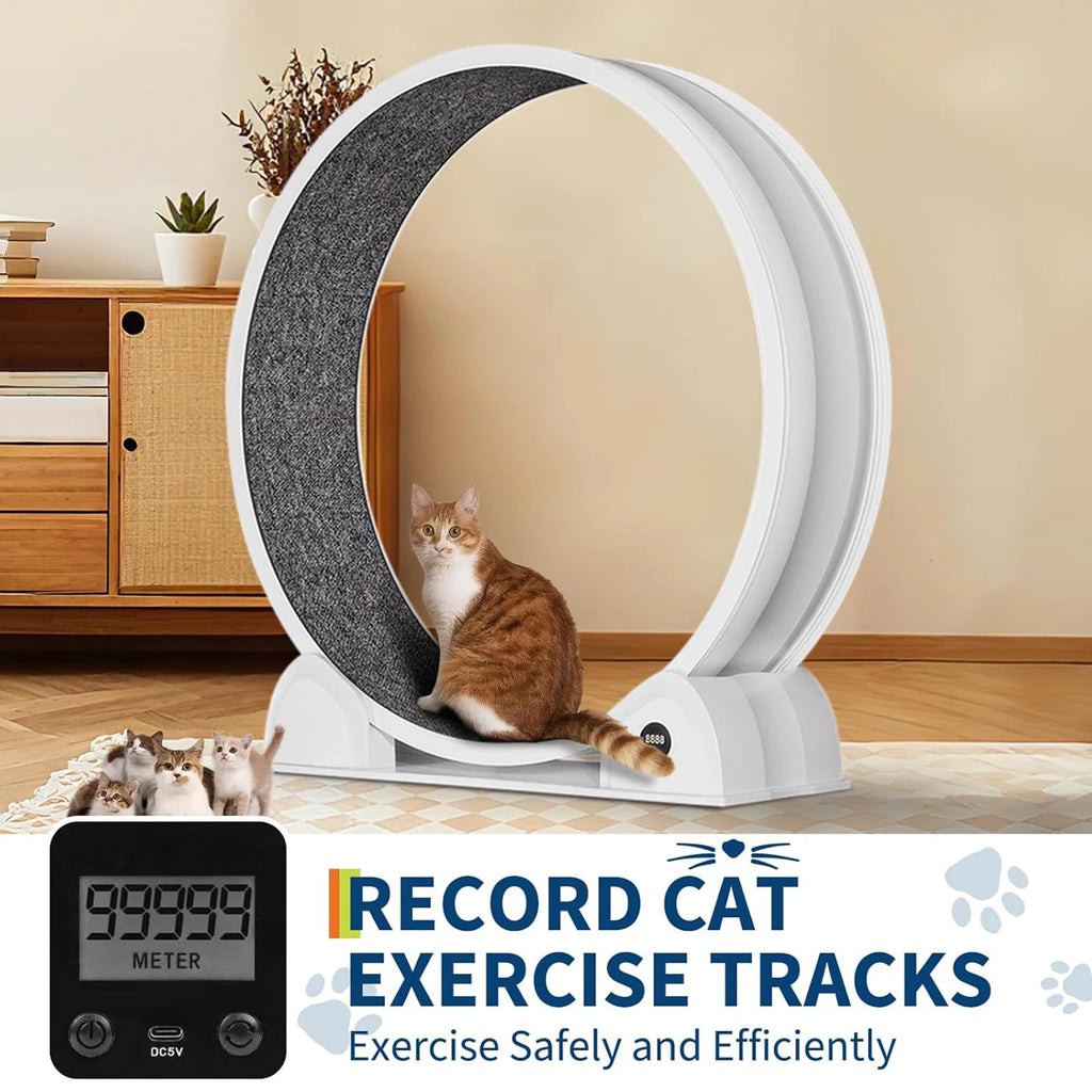 Exercise Wheel for Cats