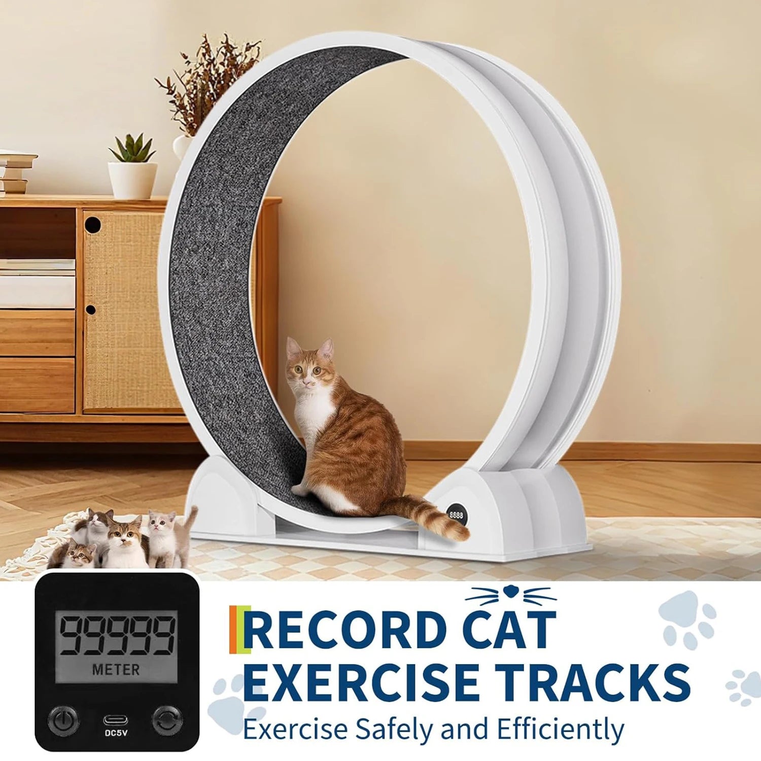 Exercise Wheel for Cats