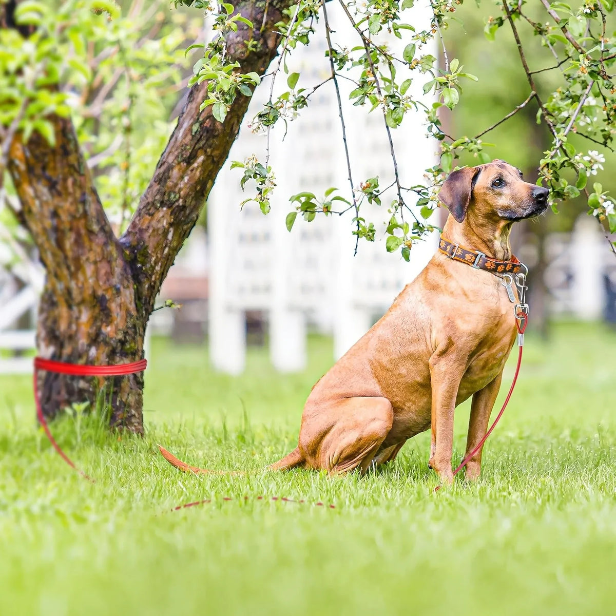 Heavy Duty 25 Foot Dog Lead Rust-Free with Quick Release Swivel Clips & 360° RotatingClasp - Tangle-Free DogsRunner for Yard